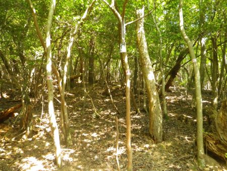牛の子山への登りは踏み跡があるんだけど、ここで注意して右側を見ていると道と書かれたプレートがある。牛の子山の山頂はちょうどこの上なのでここを右に曲がって直登する