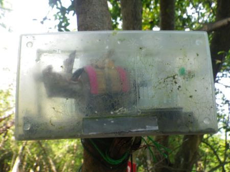 ケースの中に牛の人形が入っていたけど、これは何か意味があるのかな！？