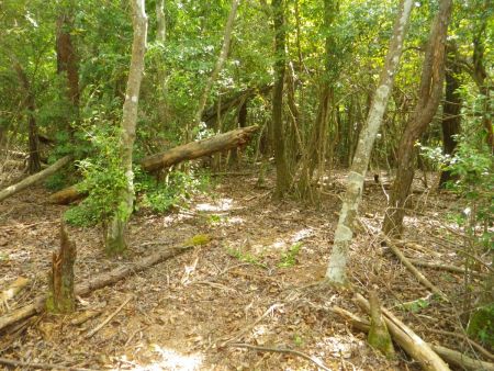 牛の子山で休憩したのでさっさと下ることにした