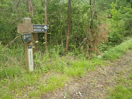 近畿自然歩道の道標には西光寺山山頂まで1.8kmと記載されていた。下りは1.8kmくらいだが、どういう登山道になってるかによって時間が異なる