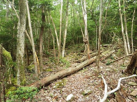 完全バリルートだけどわずかな踏み跡とテープが巻かれているので方角を確認しながら登っていく