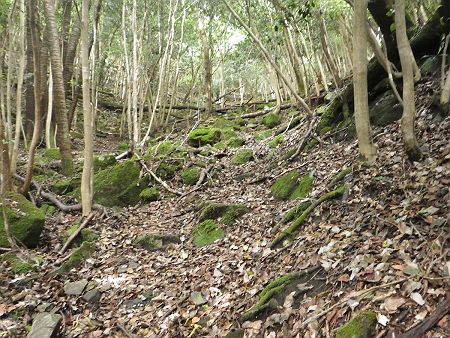 ここからしばらくちょっとした急登が続くが、問題は苔と雨続きで湿った地面がかなり滑りやすく登りにくかった