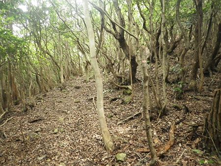 P519手前のコル部まで登ってきたが、もう少し登りが続く