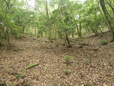 稜線は見えているけど、地図だと直接ピークへ登っている。ピークは見えないがピンクテープを辿りながら登っていく