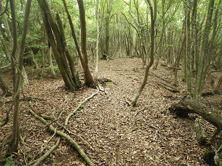 加東神山からはなだらかな尾根道なので迷うこともなかった