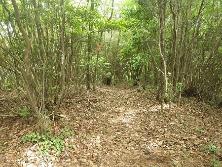 一本とって、さっさと本来の目的地である西光寺山へ向かうことにした
