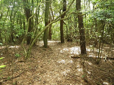 さすがは一般の登山道だけあって、踏み跡がしっかりあるので迷うことはない