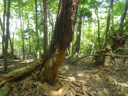 ここが一つのピークになっていてヤマレコではここが証如峰と示されているけど何もない。証如峰はもう一つ向こうのピークにある