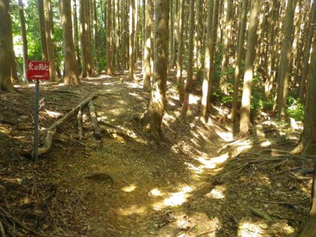 ここで分岐。右側が東海自然歩道で左側を登っていったピークが証如峰なはず。ここで証如峰を目指して左側を登る