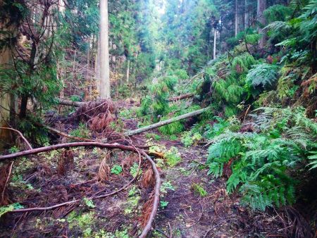 林道はこの通り荒れ気味で倒木をよけながら進んでいく