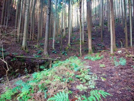 林道はここで終わり。ここからは登山道になる