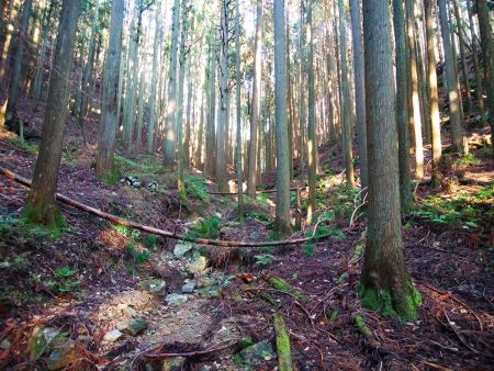谷をつめてる感じ。ちょっと急登だったけど距離は短かったのでそこまでしんどくなかった