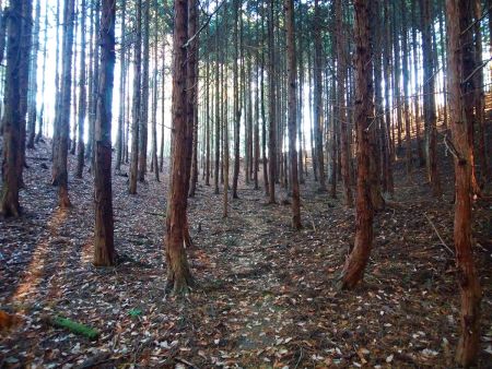 わずかな踏み跡を辿っていくと尾根が見えた