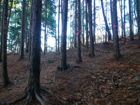 ここで尾根に合流。薬師峠は左なので下山時はここを直進かな