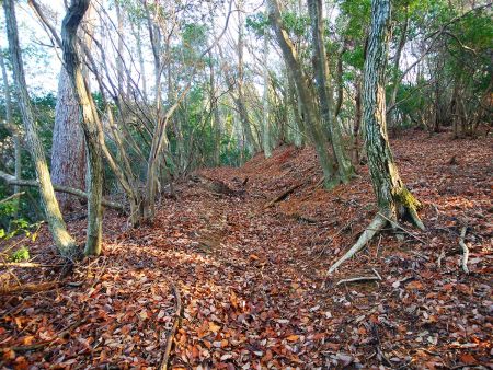 尾根道はなだらかでこんな感じが続く