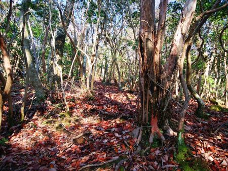 岩茸山への登りはちょっと急登。ここも距離は短かったのでそこまでしんどくなかった