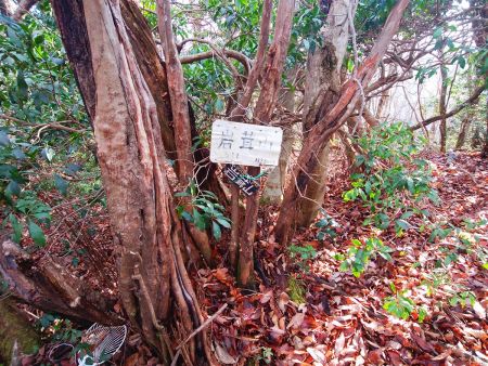 岩茸山山頂(811m)に到着