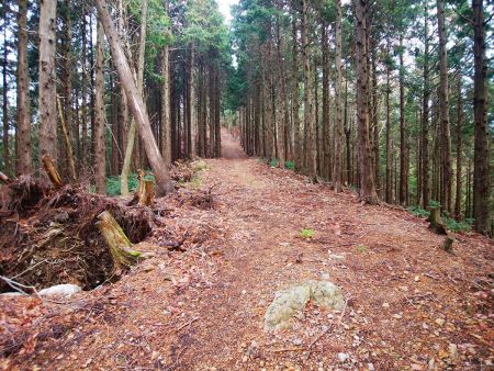 尾根にでて歩いて行く。道は結構広い