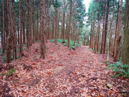 ここで見逃しやすいんだけど、左側の樹林帯に入らないといけない。わずかに踏み跡があるけど見落とし注意