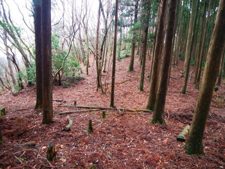 まっすぐ登っていくと岩茸山なんだけど下山時は巻くので左側のトラバースルートを歩く