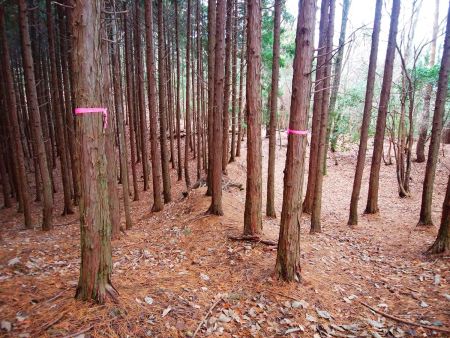 ここが最初の谷をつめて尾根に合流した地点。左へ下ると最初の林道なのでこのまま尾根を直進して薬師峠を目指す