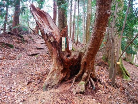 薬師峠に到着。北山だけどここまでは踏み跡もあったのでわかりやすかった