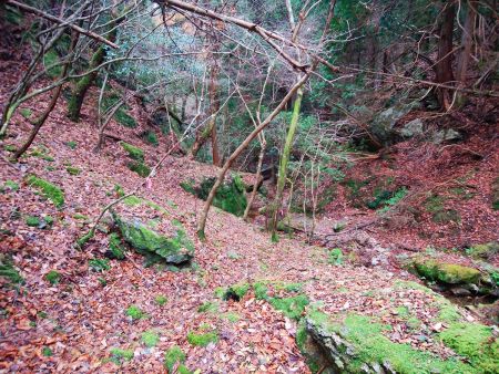 ピンクテープ頼りというか踏み跡らしきものもあるし、まあ地図でも谷を下ってるので迷いはしない