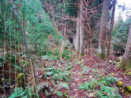 このネットのところまでくるともう少しで林道に出る