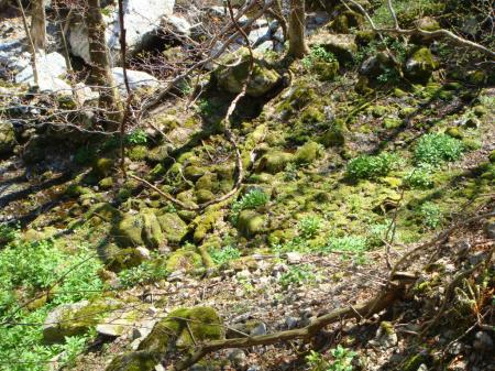沢の水に浸された苔地帯があった