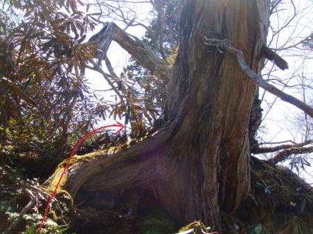 この太い木が目印でこれを超えて尾根へ出ると右（大日山側）に小さいピークのようなものが見えるのでちょっと下ってそこへ