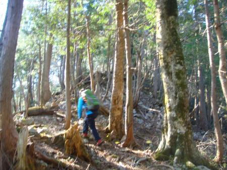 尾根に入り白倉山への登りだがすぐだった