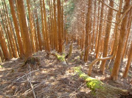 白倉山から一気に法力峠への下りはテープありだが急斜面だった。