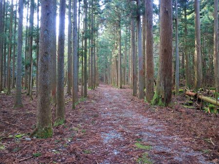 しばらくこういう林道が続く。こういう道はさっさとハイペースで歩いていく