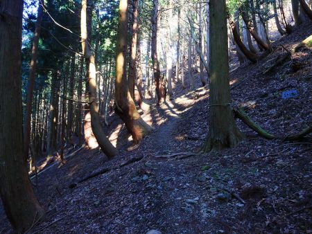 沢筋の道からはずれて尾根に出るまでつづら折れの道が続く