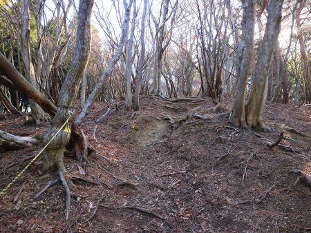ここからちょっと急登がはじまるけど、そんなにしんどくない登りだけど心拍数をあげないようにペースダウンして登る
