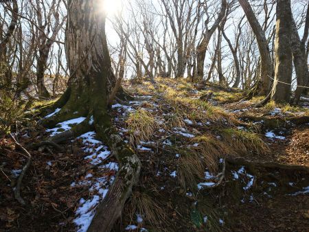 ちらほら雪がでてきた。下から見ると上のほうは雪があったので、おそらく山頂あたりは雪が積もってるはず