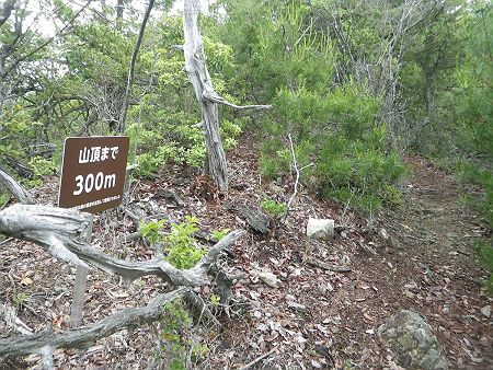 テクテク歩いていると山頂まで300m地点まできた。この後は最後の登りになるけど、もう標高は400mを超えてるのですぐだろう