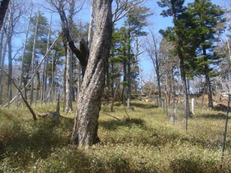 踏み後を増やさないように歩く。左側のネットとなりが一番歩きやすかった