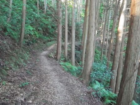 階段の道が終わるとなだらかなトラバースの道。さすがダイトレだけあって登山道はよく整備されている