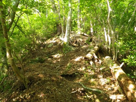 ここから急登でペース配分を間違えたので息が切れた。少し休憩してスローペースで登っていった