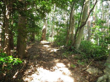 急登が終わると少しなだらかな登りになった。ここまでくれば頂上までもう少し