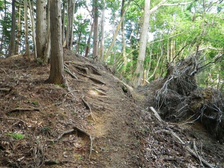 続いて上山に向かって尾根道を進んでいくが少し荒れていた