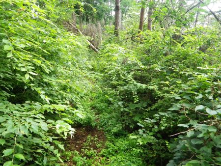 さすがに踏み跡はあるけど草に覆われたこの道はかなり嫌な感じだった。この先で左側の尾根道を登るんだけど、間違えるととんでもない道に行ってしまう