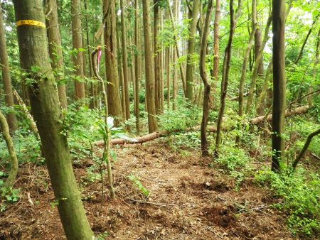 上山から光滝寺への下りはちょっとわかりにくいんだけど、ここからは踏み跡とテープ頼りに下っていくが迷いやすかった