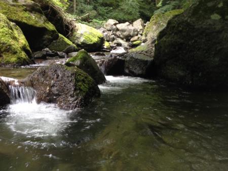 沢の水が綺麗