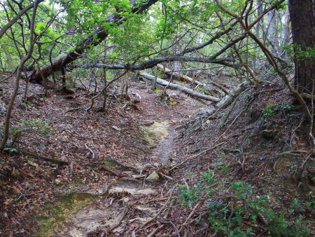 結構荒れた登山道だけど踏み跡はしっかりある