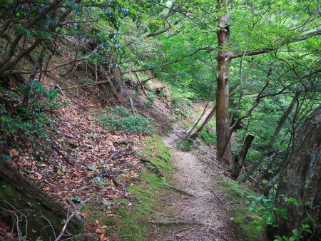 尾根道なんだけどこうやって巻くようなトラバースルートがあってまったり楽に登っていける