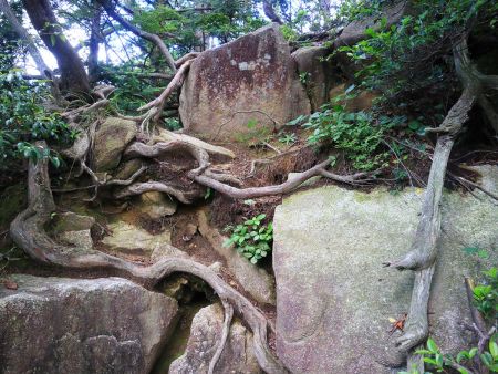 この付近から岩場の登りになってくる