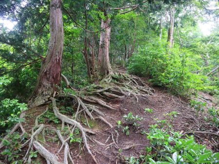この付近からは結構な登りがはじまる。どんどんと標高を稼いでいく
