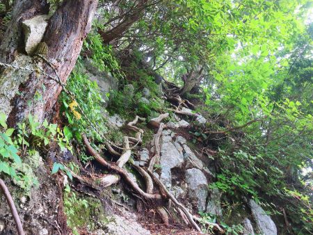 ひたすら岩場とロープ場が続くけどこれで標高があがってるのかな！？